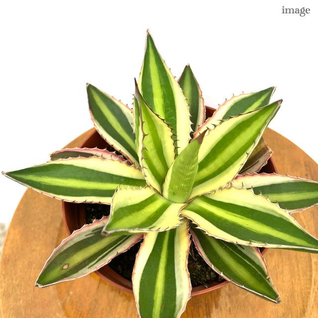 アガベ 五色万代 4寸 観葉植物 おしゃれ 室内 インテリア 壁掛け ミニ 小型 大型 多肉植物 Agave Lophantha F Variegated エアープランツ専門店b L 通販 Yahoo ショッピング