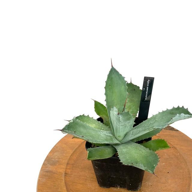 現品 アガベ シーマニアナ No 観葉植物 おしゃれ インテリア 吊り下げ 壁掛け 大型 多肉植物 Agave Seemaniana エアープランツ専門店b L 通販 Yahoo ショッピング