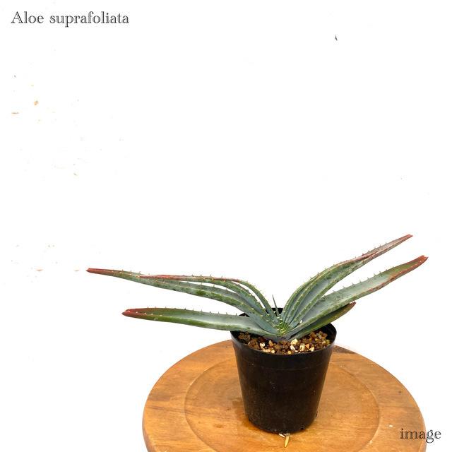 4円 在庫あり 即納 アロエ スプラフォリアータ 3 5寸 観葉植物 おしゃれ インテリア 吊り下げ 壁掛け ミニ 小型 大型 室内 多肉植物 Aloe Suprafoliata