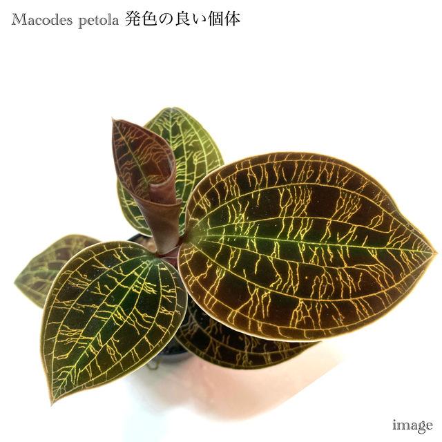 マコデス ペトラ 発色の良い個体 (ジュエルオーキッド 宝石蘭 マコデス ペトラ 発色の良い個体 (ジュエルオーキッド 宝石蘭
