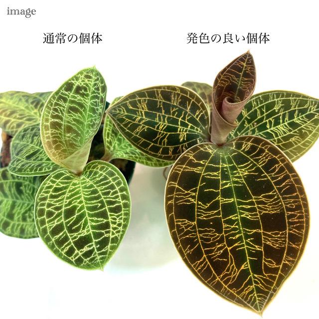 マコデス ペトラ 発色の良い個体 (ジュエルオーキッド 宝石蘭 観葉植物