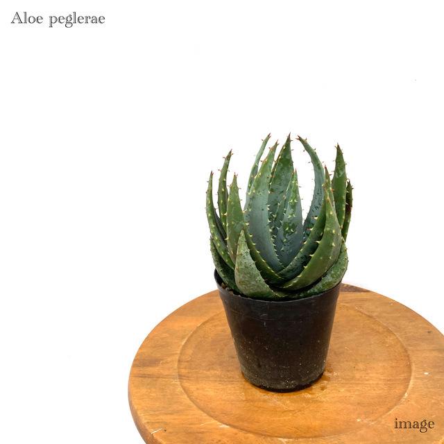 4円 全日本送料無料 アロエ ペグレラエ 3 5寸 観葉植物 おしゃれ 室内 インテリア 壁掛け ミニ 小型 大型 多肉植物 Aloe Peglerae
