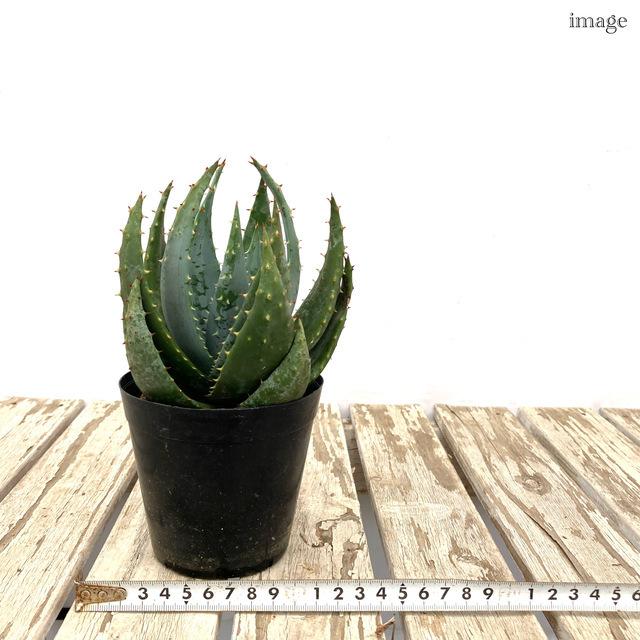 アロエ ペグレラエ 3 5寸 観葉植物 おしゃれ 室内 インテリア 壁掛け ミニ 小型 大型 多肉植物 Aloe Peglerae エアープランツ専門店b L 通販 Yahoo ショッピング