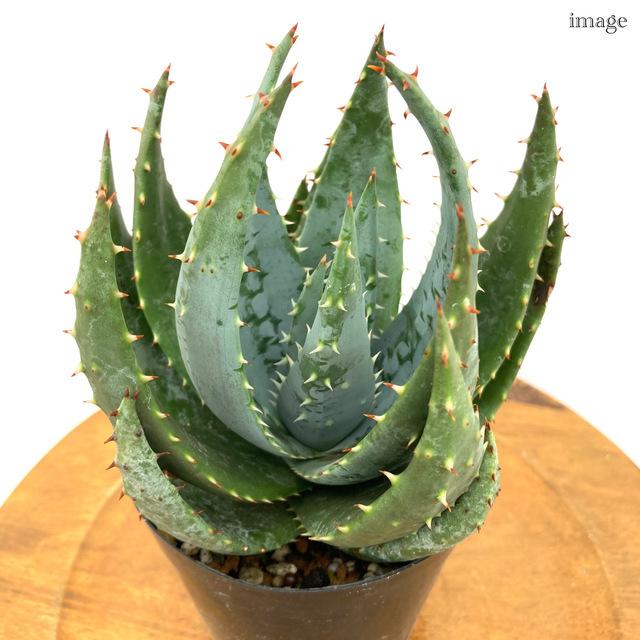 アロエ ペグレラエ 3 5寸 観葉植物 おしゃれ 室内 インテリア 壁掛け ミニ 小型 大型 多肉植物 Aloe Peglerae エアープランツ専門店b L 通販 Yahoo ショッピング