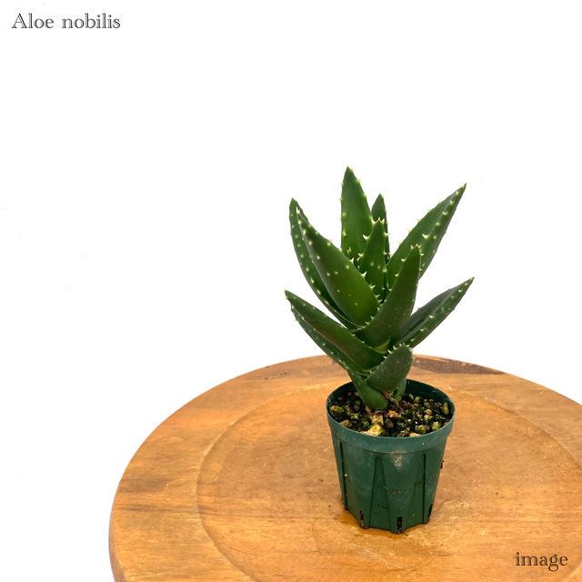 294円 21新商品 アロエ ノビリス 不夜城 2寸 観葉植物 おしゃれ インテリア 吊り下げ 壁掛け ミニ 小型 大型 室内 多肉植物 Aloe Nobilis