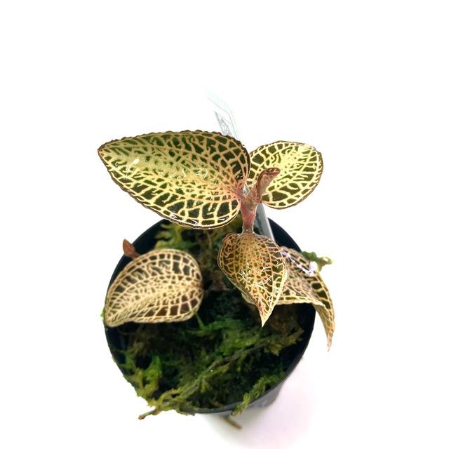 アネクトキルス sp. 1.5寸 (ジュエルオーキッド 観葉植物 蘭 洋蘭 インテリア おしゃれ ミニ 小型 室内 壁掛け 吊り下げ 宝石蘭 Anoectochilus 交配種 不明種) :61838:エアープランツ専門店BL - 通販 - Yahoo!ショッピング アネクトキルス sp. 1.5寸 (ジュエルオーキッド 観葉植物 蘭 洋蘭 インテリア おしゃれ ミニ 小型 室内 壁掛け 吊り下げ 宝石蘭 Anoectochilus 交配種 不明種) :61838:エアープランツ専門店BL - 通販 - Yahoo!ショッピング