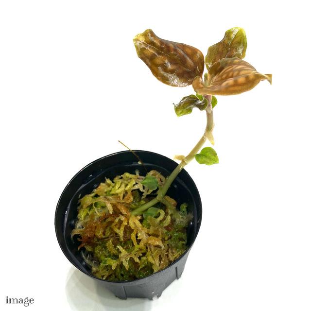 シストーチス バリエガータ (ジュエルオーキッド 宝石蘭 観葉植物 熱帯