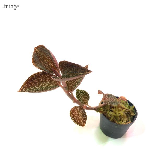 アネクトキルス ロクスバーギー 'Hong Sia' 1.5寸 (ジュエルオーキッド 宝石蘭 観葉植物 おしゃれ インテリア 室内 小型 ミニ 壁掛け 吊り下げ) :61847:エアープランツ専門店BL - 通販 - Yahoo!ショッピング アネクトキルス ロクスバーギー 'Hong Sia' 1.5寸 (ジュエルオーキッド 宝石蘭 観葉植物 おしゃれ インテリア 室内 小型 ミニ 壁掛け 吊り下げ) :61847:エアープランツ専門店BL - 通販 - Yahoo!ショッピング