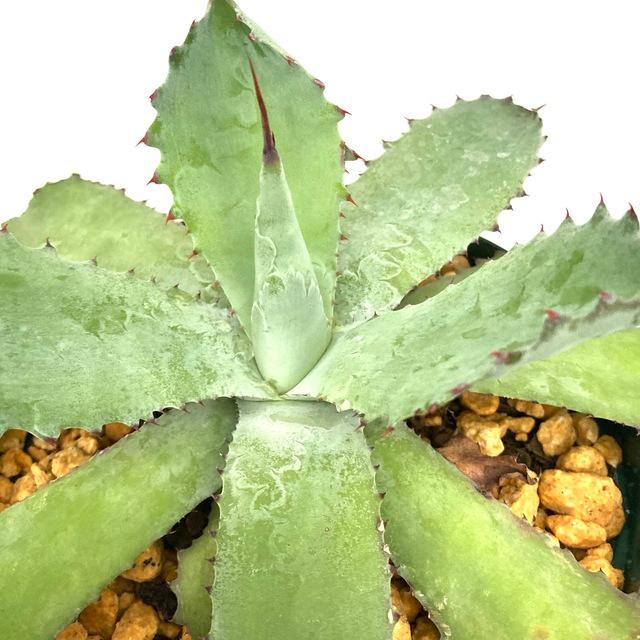 初売り アガベ シーマニアナ 実生株 yes-netzwerk.de