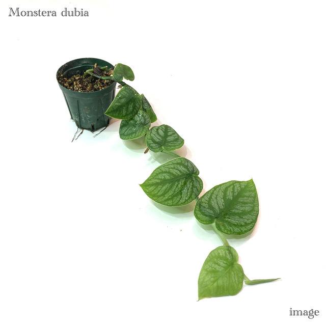 モンステラ デュビア 2寸 観葉植物 おしゃれ インテリア 吊り下げ 壁掛け ミニ 小型 室内 多肉植物 クライムリーフ ヒメハブカズラ Monstera Dubia エアープランツ専門店b L 通販 Yahoo ショッピング