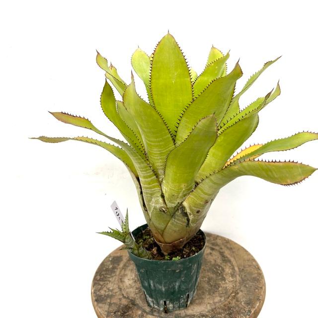 現品) エクメア ファネロフレビア (No.61989) (観葉植物 おしゃれ