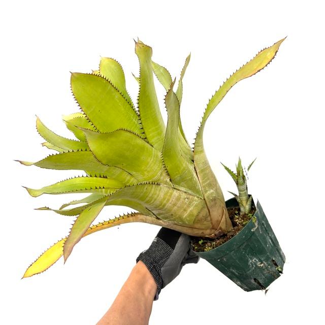 現品) エクメア ファネロフレビア (No.61989) (観葉植物 おしゃれ
