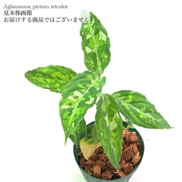 アグラオネマ ピクタム トリカラー (観葉植物 熱帯植物 ビバリウム 