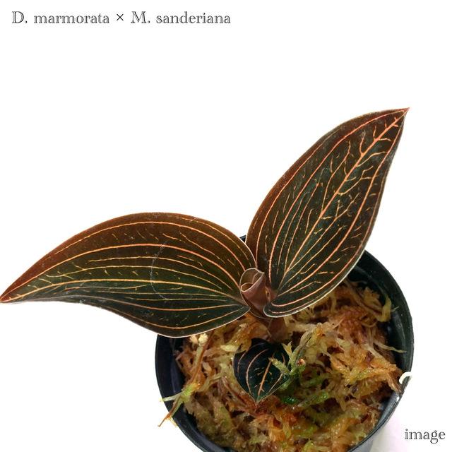 ドッシニア マルモラータ × マコデス サンデリアーナ 2寸