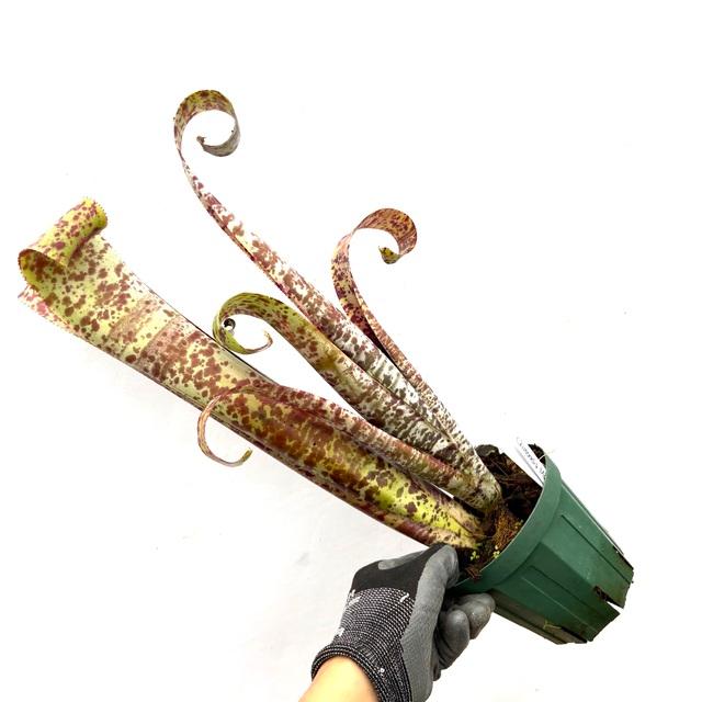 現品) ケスネリア マルモラータ 'ティムプローマン' (No.62072) (観葉