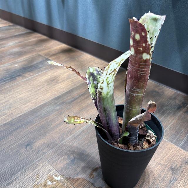 ブロメリア・エアープランツ Billbergia Domingos Martins 現品) ビルベルギア ビッタータ 'ドミンゴスマーティンス' (No.62090