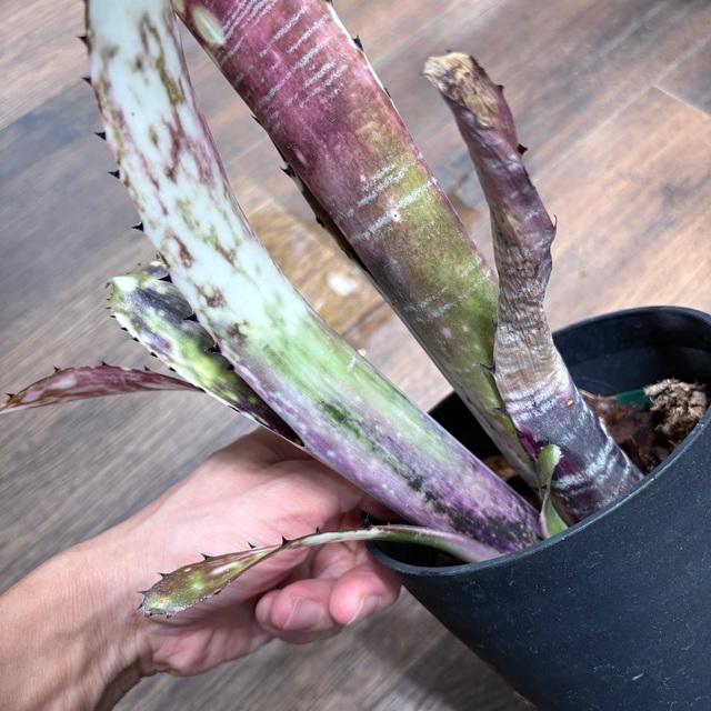 ブロメリア・エアープランツ Billbergia Domingos Martins Billbergia Domingos Martins