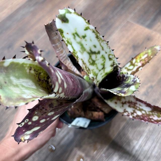 ブロメリア・エアープランツ Billbergia Domingos Martins 現品) ビルベルギア ビッタータ 'ドミンゴスマーティンス' (No.62090