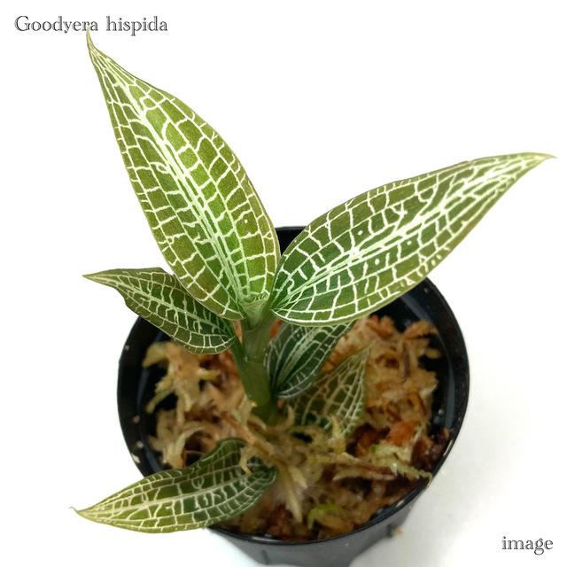 グッディエラ ヒスピダ (ジュエルオーキッド 宝石蘭 観葉植物 熱帯植物