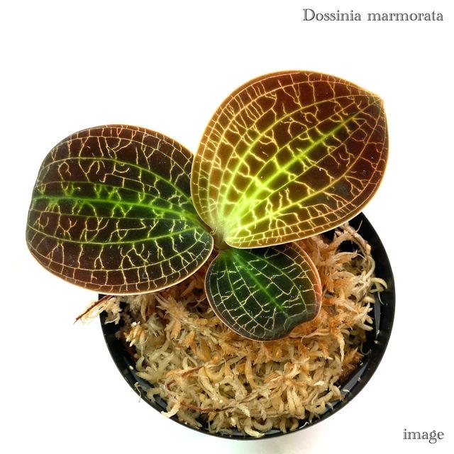 ドッシニア マルモラータ 3寸 (ジュエルオーキッド 宝石蘭 観葉植物
