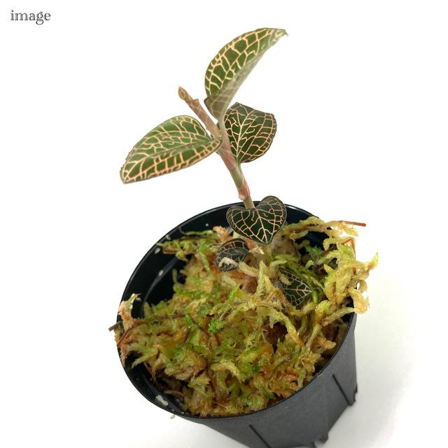 アネクトキルス 交配種 (ロクスバーギー × cv. ex ウクライナ