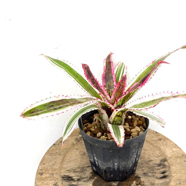 現品) エクメア オーランディアナ 'エンサイン' (No.62194) (観葉植物