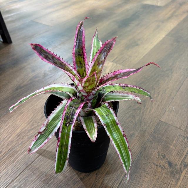 現品) エクメア オーランディアナ 'エンサイン' (No.62194) (観葉植物