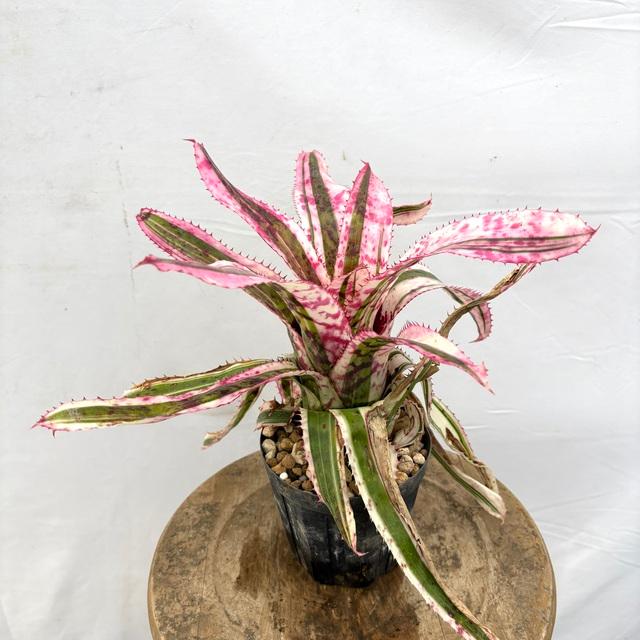 現品) エクメア オーランディアナ 'エンサイン' (No.62194) (観葉植物