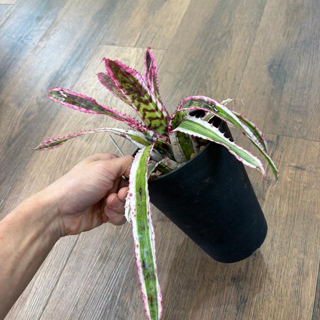 現品) エクメア オーランディアナ 'エンサイン' (No.62194) (観葉植物