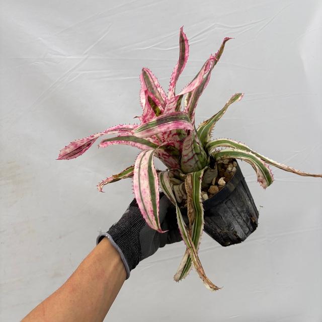 現品) エクメア オーランディアナ 'エンサイン' (No.62194) (観葉植物