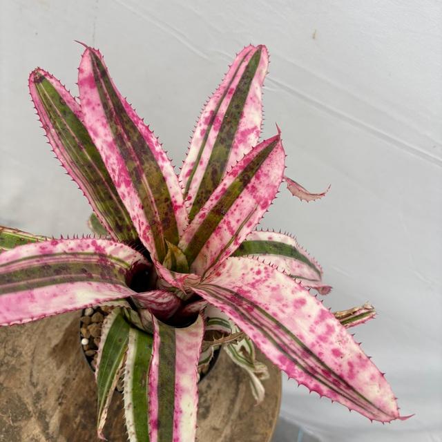 現品) エクメア オーランディアナ 'エンサイン' (No.62194) (観葉植物