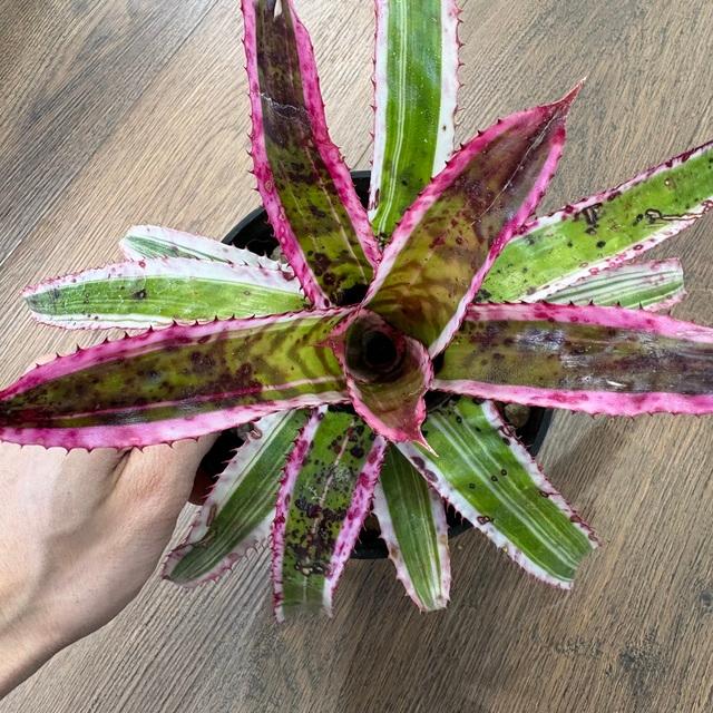 現品) エクメア オーランディアナ 'エンサイン' (No.62194) (観葉植物