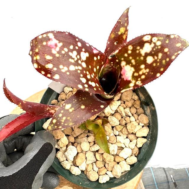 現品) ビルベルギア 'ポクイトマス' (No.62196) (観葉植物 タンク