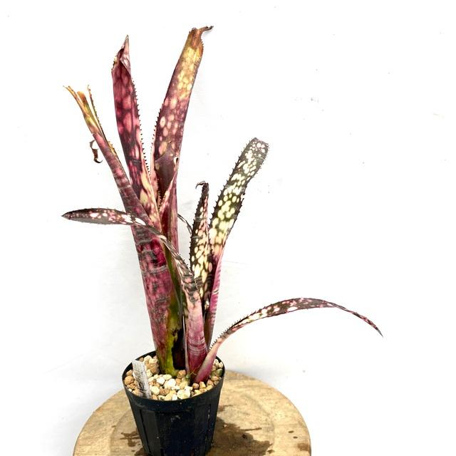 現品) ビルベルギア 'ファイヤーワークス' (No.62201) (観葉植物