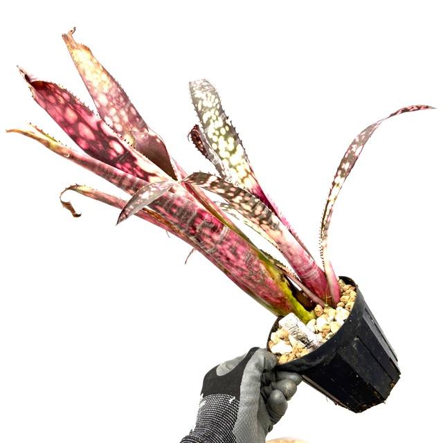 現品) ビルベルギア 'ファイヤーワークス' (No.62201) (観葉植物