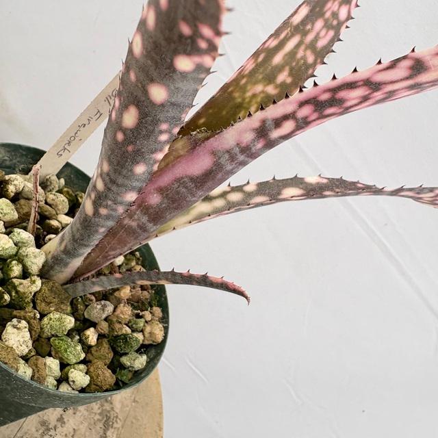 現品) ビルベルギア 'ファイヤーワークス' (No.62201) (観葉植物