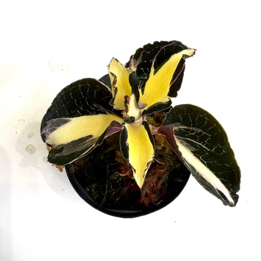 現品) アネクトキルス フォルモサヌス 斑入り (No.62211) (ジュエル