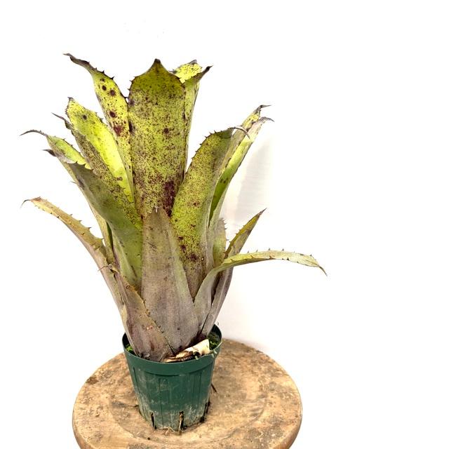 現品) ホヘンベルギア レオポルドホルスティ (No.62213) (観葉植物