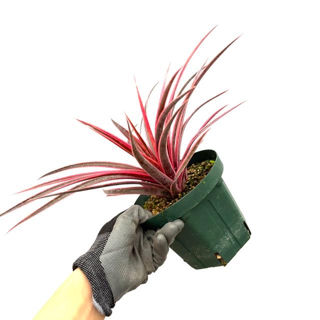 現品) シンコレゲリア 'アウトレイジャス' (No.62233) (タンク