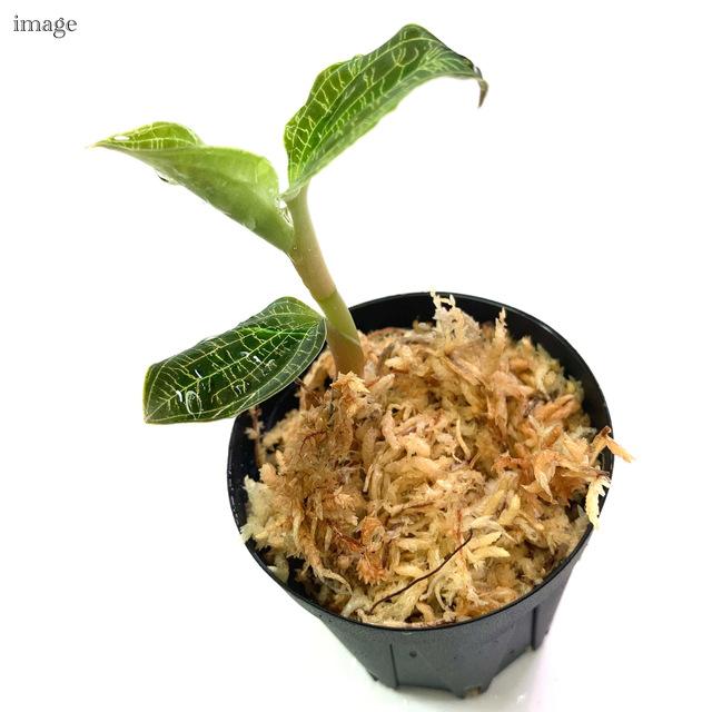 マコデスペトラ　Platinum Type　事業者番号38-0011 マコデスペトラ Platinum Type 事業者番号38-0011