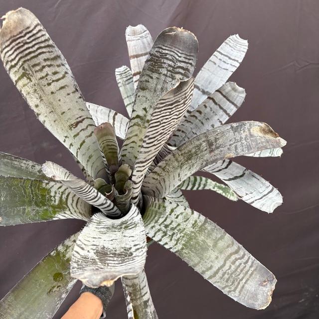 現品) エクメア チャンティニー 交配 (No.62248) (観葉植物 おしゃれ