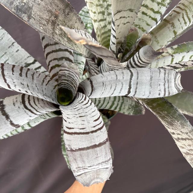 現品) エクメア チャンティニー 交配 (No.62248) (観葉植物 おしゃれ