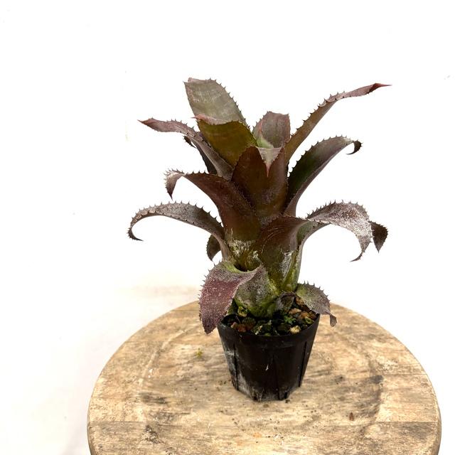 現品) ホヘンレゲリア 'アイスティー' (No.62256) (観葉植物 おしゃれ