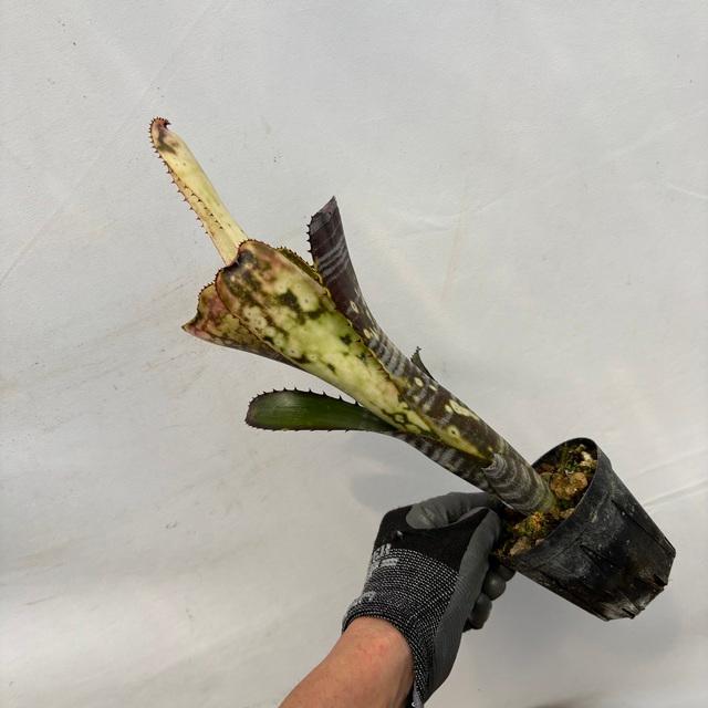 現品) ビルベルギア 'ミッドナイト サン' (No.62263) (観葉植物