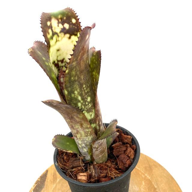 現品) ビルベルギア 'ミッドナイト サン' (No.62263) (観葉植物