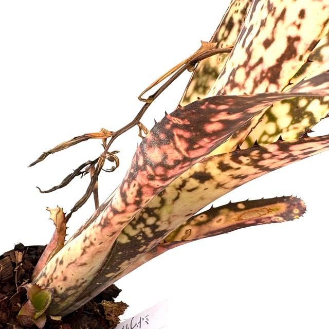 現品) ビルベルギア 'ミッドナイト サン' (No.62263) (観葉植物