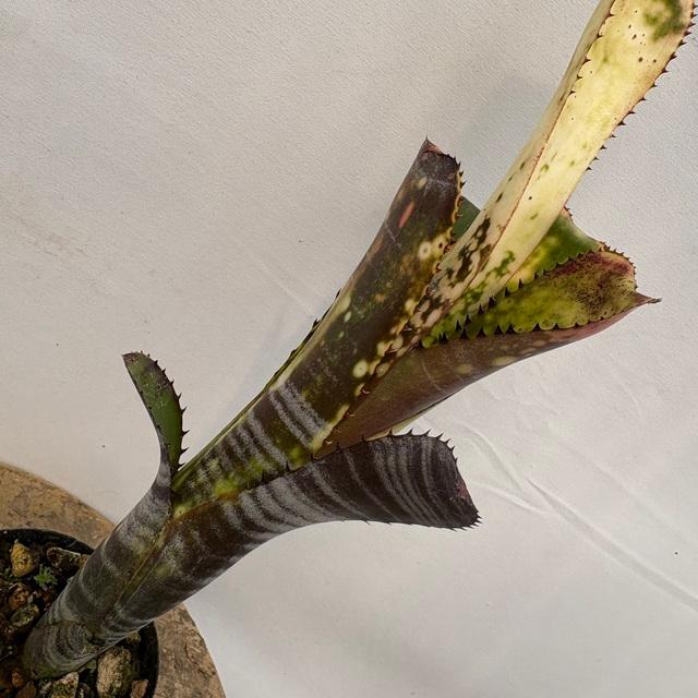 現品) ビルベルギア 'ミッドナイト サン' (No.62263) (観葉植物
