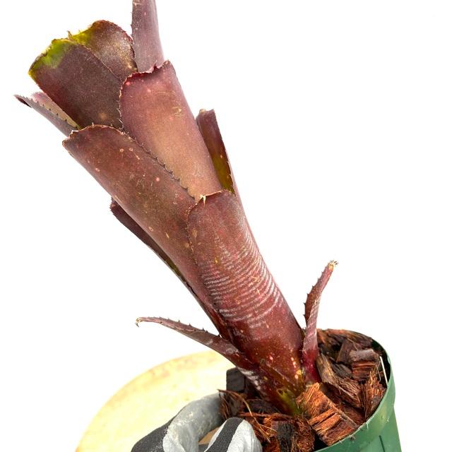 ブロメリア　ビルベルギア　billbergia smoke stack 楽天市場】(現品) ビルベルギア 'スモークスタック' (No.62264) (観葉