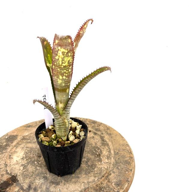 ビルベルギア ボブ 子株付き 現品) ビルベルギア 'アポカリプス' (No.62275) (観葉植物 おしゃれ