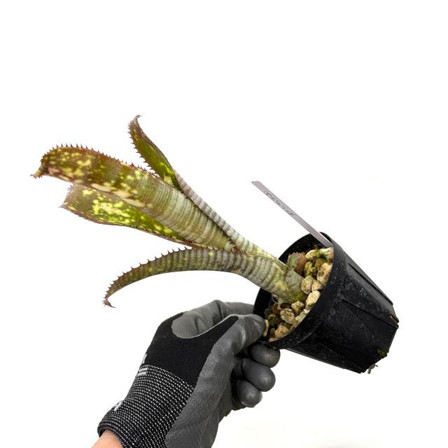 現品) ビルベルギア 'アポカリプス' (No.62275) (観葉植物 おしゃれ